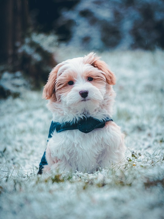 Havanese store puppy care